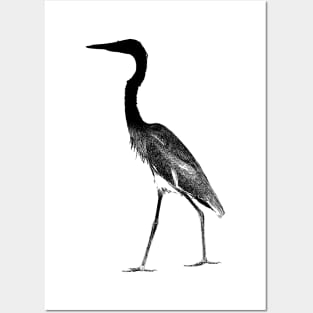 Great Blue Heron Fathers Day Posters and Art